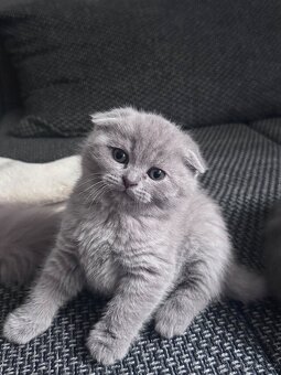 Skotská koťatká: Scottish fold a Scottish straight - 5