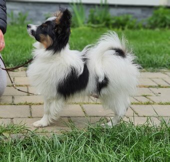 Papillon s PP - 5