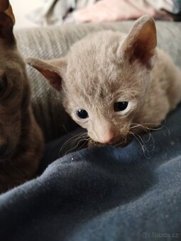 Cornish rex koťátka bez PP - 5