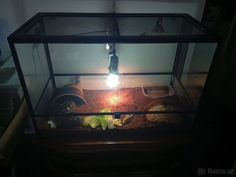 Želva uhlířská - 5