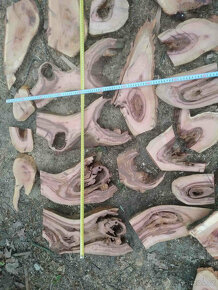 švestka fošny 4cm silné,vhodné do pryskyřice a na dekoraci - 5