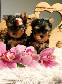 PRO PEJSKY POSTÝLKY - 5