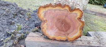 Prodám kmen švestky 220 cm 2000 Kč - 5