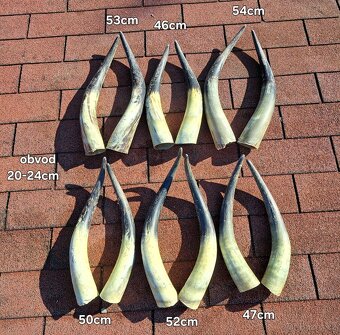 Trofeje, rohy maďarský stepný - 5