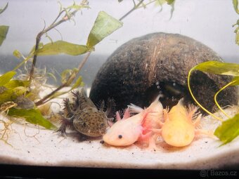 Axolotl + akvarium SPĚCHÁ - 5