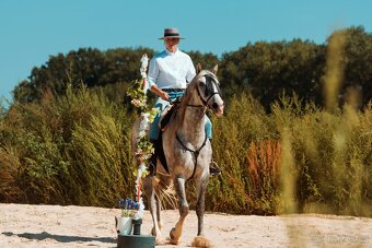 Lusitano - exkluzivní valach - 5