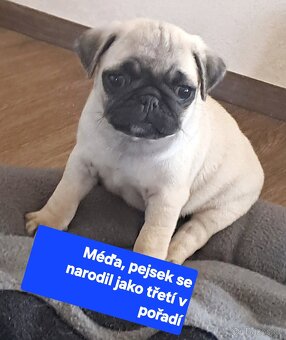 Mops - 5
