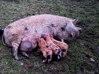 KUNE KUNE čistokrevné pastevni prase - 5