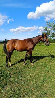 Mladý valach ČT - 5