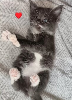 Koťata mainská mívalý - 5