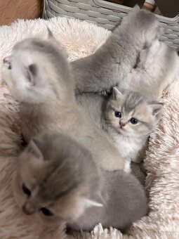 Skotský kocour s PP - 5