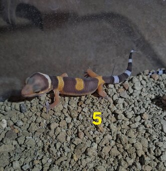 Gekončík noční samičky - 5