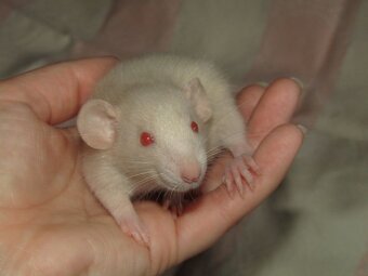 Dumbo, obláčkový efekt - mláďata potkánků s výpisem předků - 5