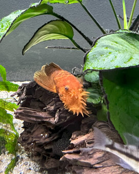 Ancistrus sp. super red - 5