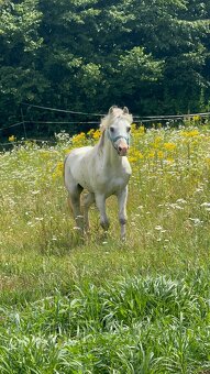 Hřebec Welsh mountain pony - 5