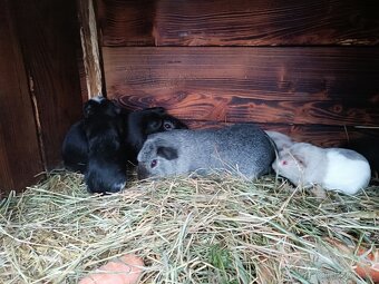 Cuy( obří) morče - 5