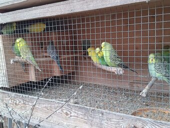 Letošní andulky - okroužkované - 5