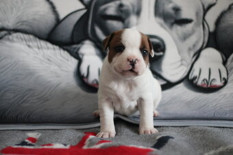 Stafordširský bullterrier Překrásná fenka s rodokmenem FCI - 5