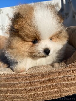 Pomeranian, špic, oranžový špic, pomik - 5