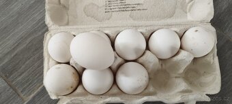 Leghorn - 5