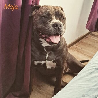 American Bully - KRYTÍ- jedinečný Fešák Hubert - - 5