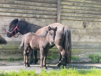 shetland pony s PP hřebeček - 5