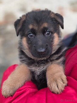 Německý ovčák - štěňata s PP - 5