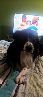 Krytí pes Border kolie - 5