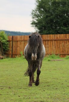Plemenný hřebec minihorse - miniappaloosa - 5