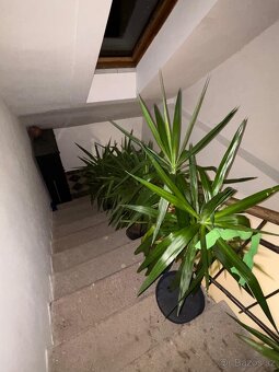 Yucca elephantipes (Juka) různé velikosti - 5