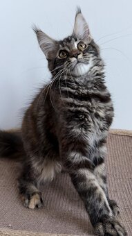 Mainska myvali kotata s PP - 5