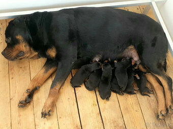 Rottweiler šteňatá - 5