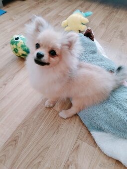 Nechám připustit  pomeriana - 5