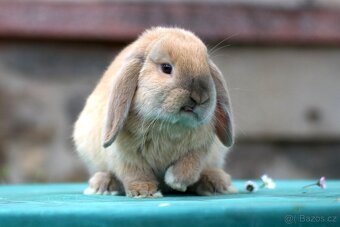 Zakrslý beránek - 5