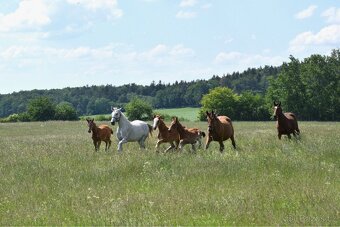 Nabídka ustájení - 5