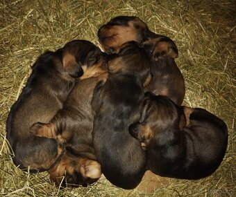 Nabídka štěňat - 5