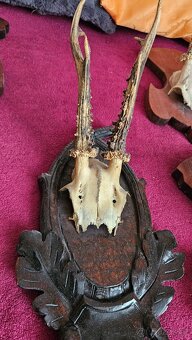 Srnčí paroží – celá sbírka 15 kusů (Brno) - 5