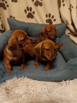 Jezevčík hladkosrstý trpasličí /králičí - 5