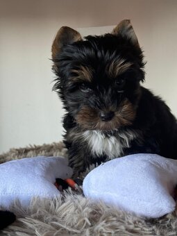 Jorkširský teriér - 5