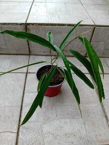 Ficus Maclellandii 'Alii - 5