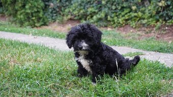 Maltipoo - 5