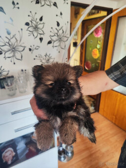 Pomeranian - 5