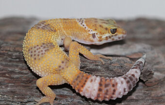 Gekončík noční - letošní mláďata - 5