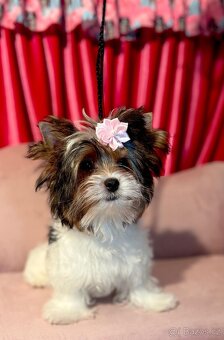 Biewer Jorkšírský teriér fenka s PP - 5