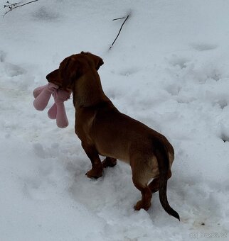 Nakrytí nabízí hladkosrstý jezevčík - 5