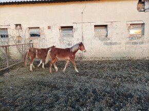 Welsh pony sekce B - 5