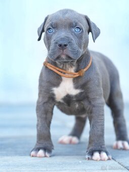 American bully xl, pitbull xxl - 5
