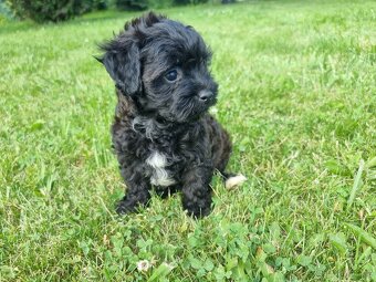 Maltipoo jen fenky - 5