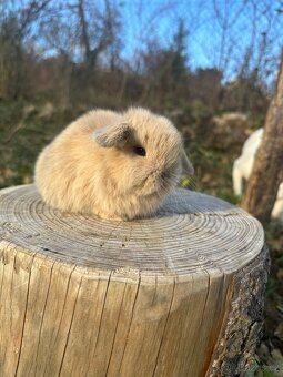 Minilop - zakrslý beránek - 5