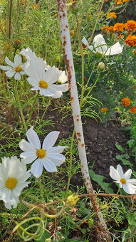 Zářivka velkokvětá (bílá,růžová) - 5